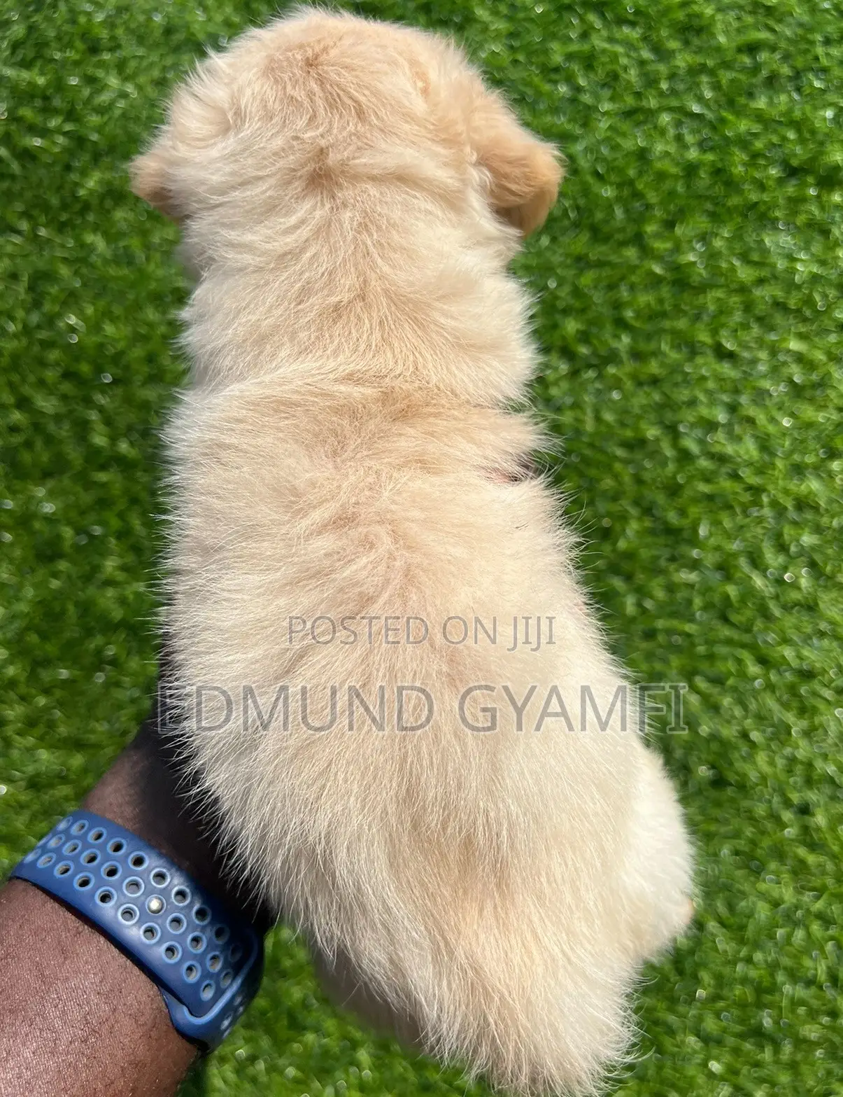 1-3 months Male Purebred Maltipoo