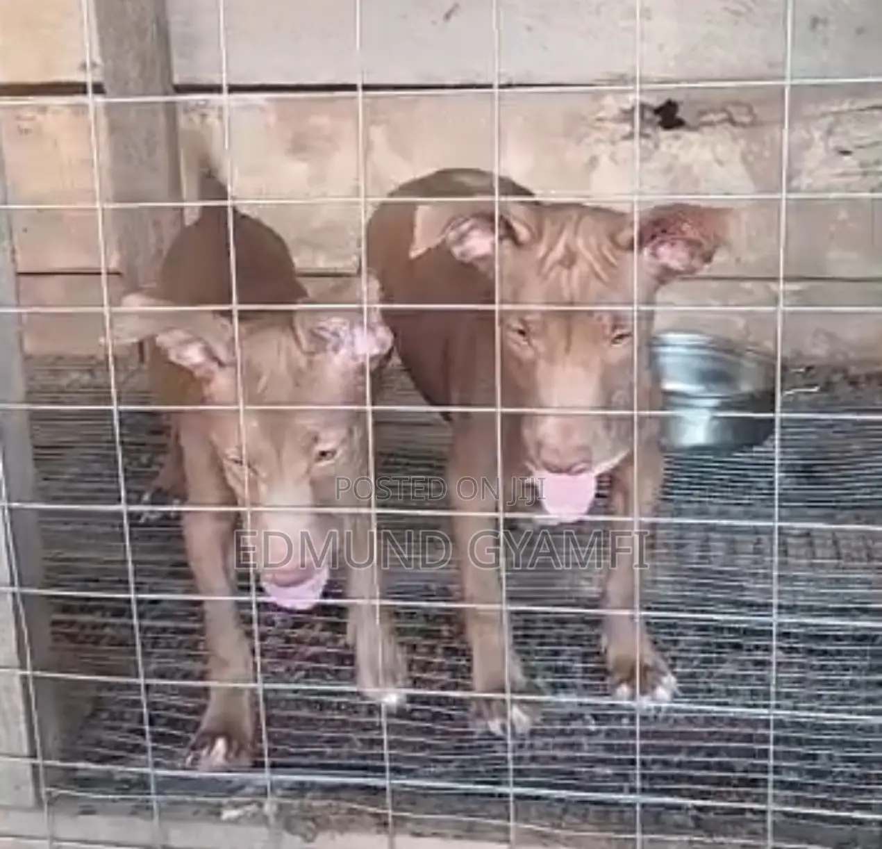 1-3 months Female Purebred American Pit Bull Terrier