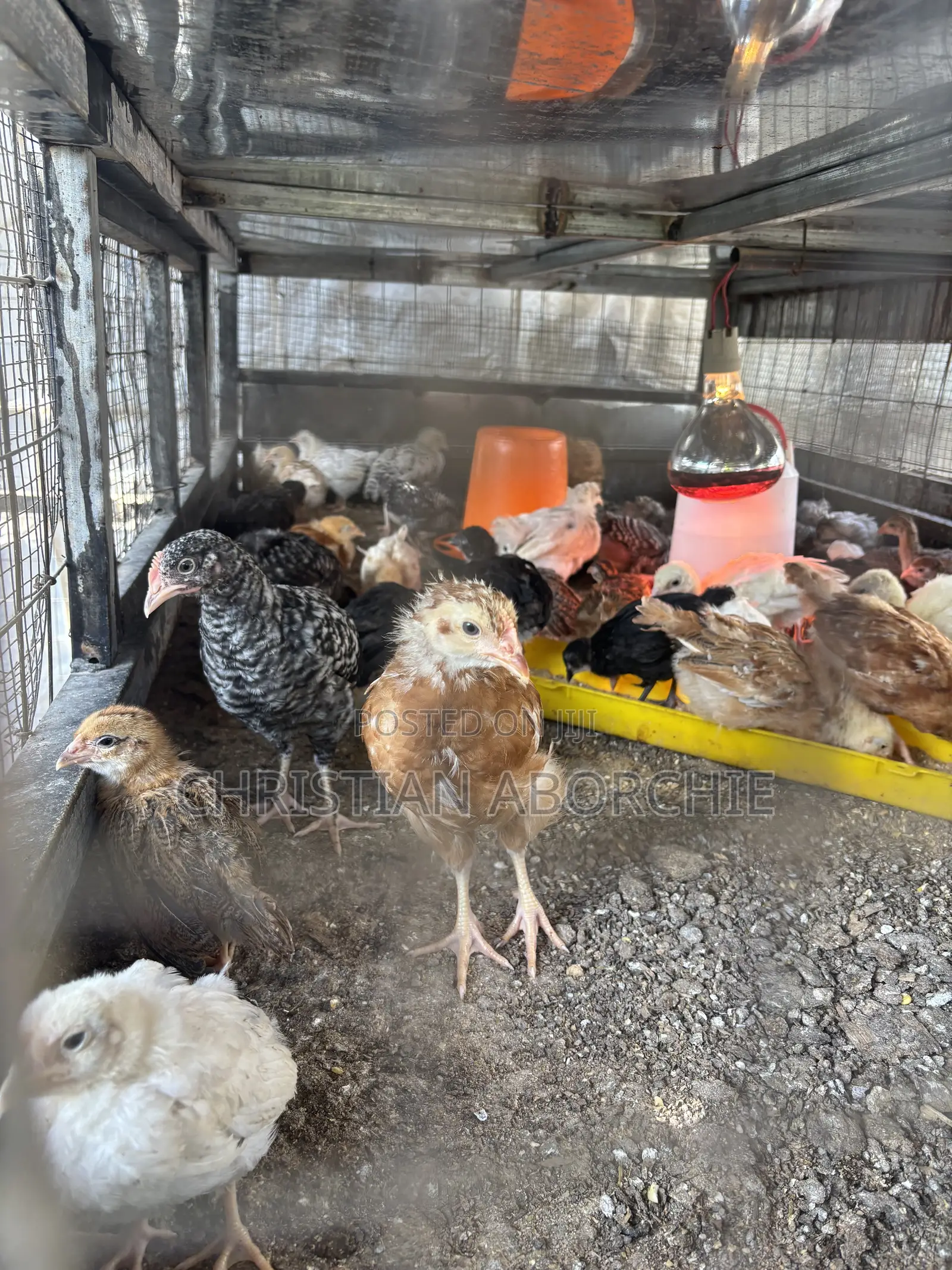 Noiler, Kroiler and Sasso Birds for Sale
