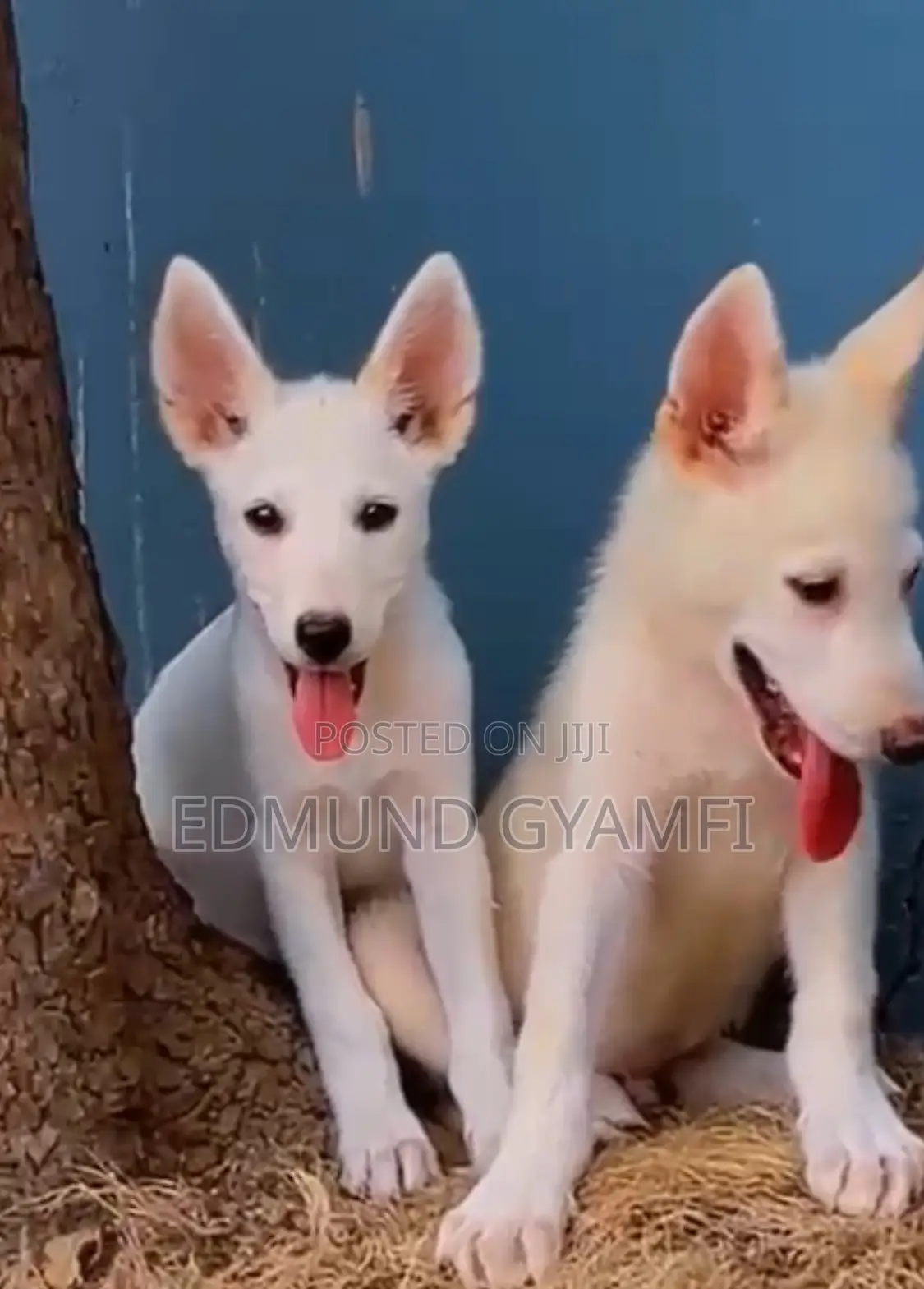 1-3 months Male Purebred White Shepherd