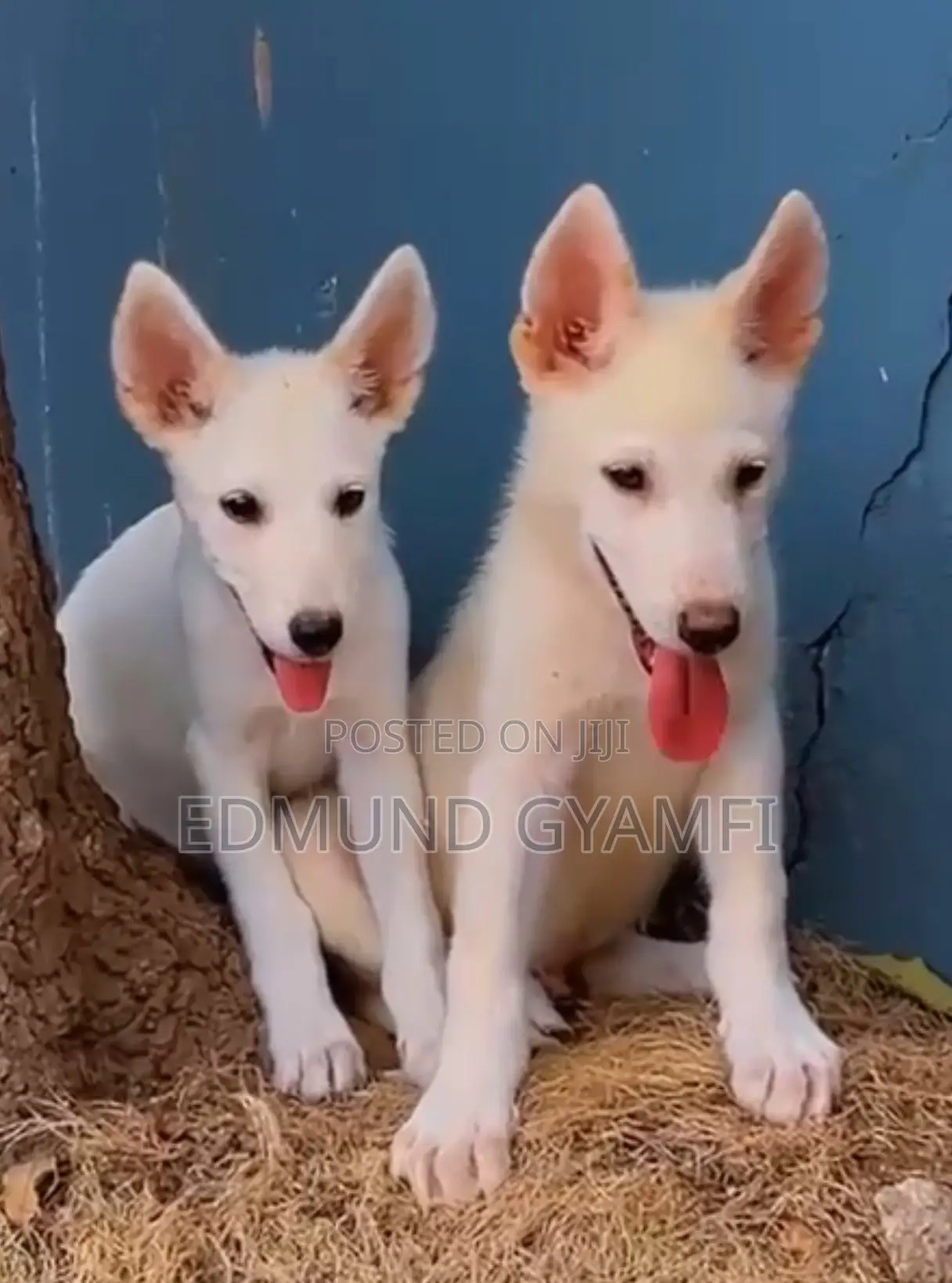 1-3 months Male Purebred White Shepherd