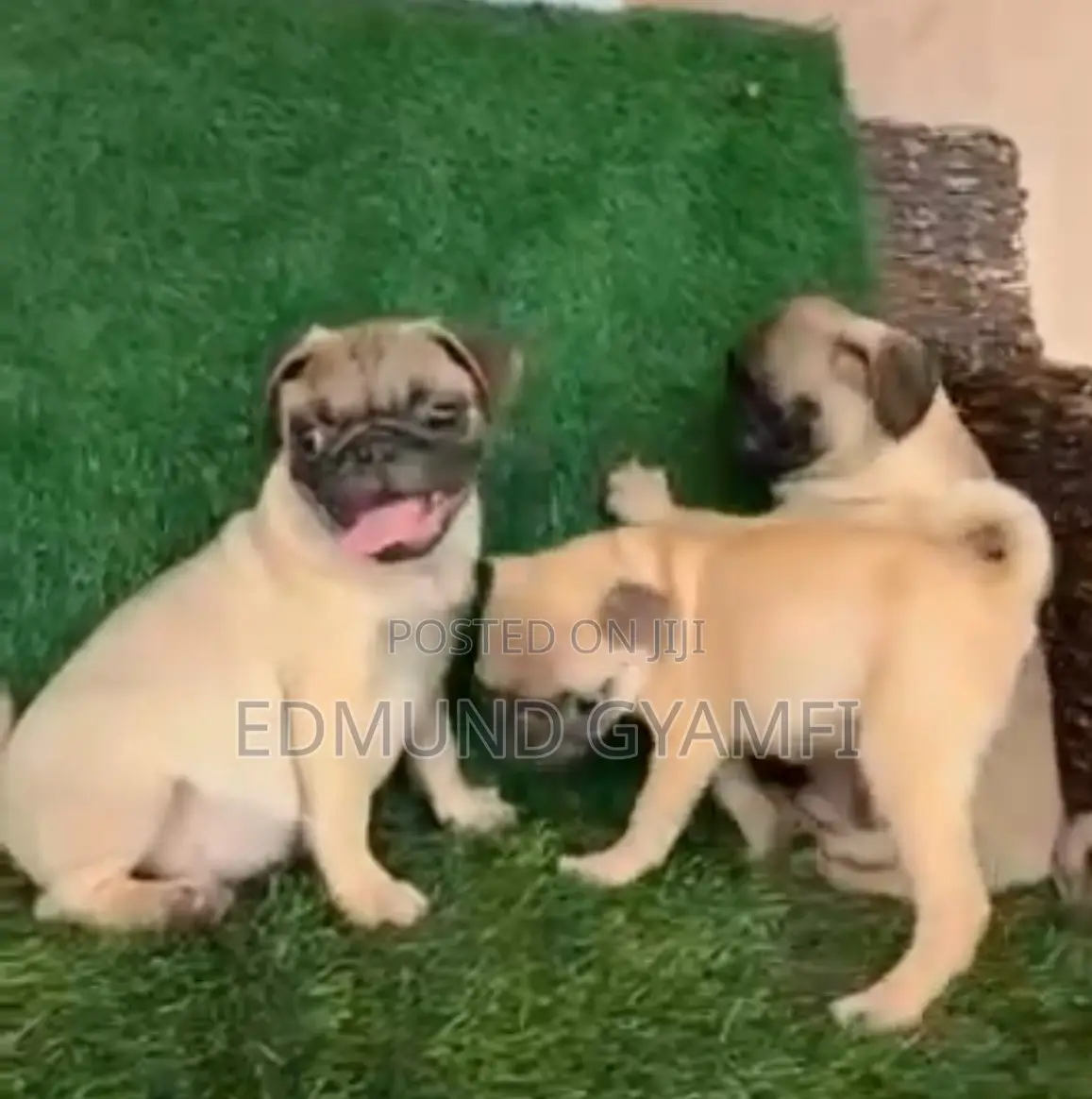 1-3 months Male Purebred Pug