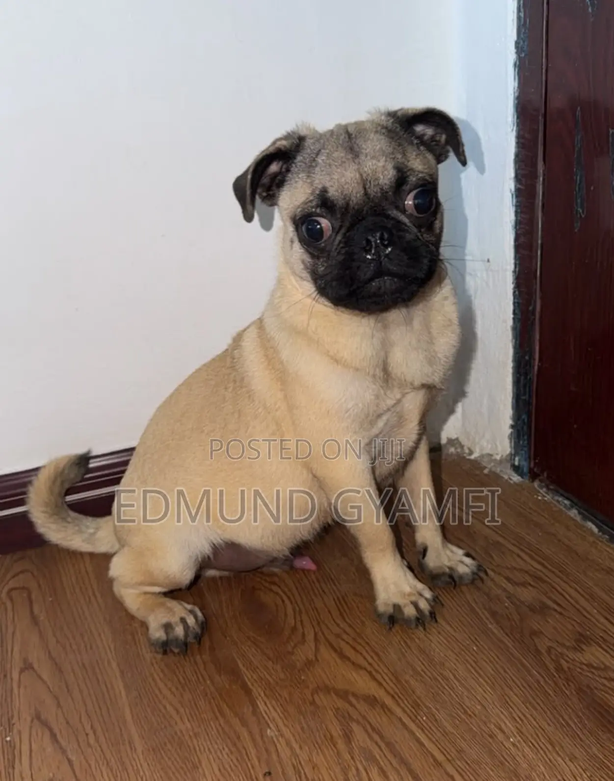 6-12 months Male Purebred Pug