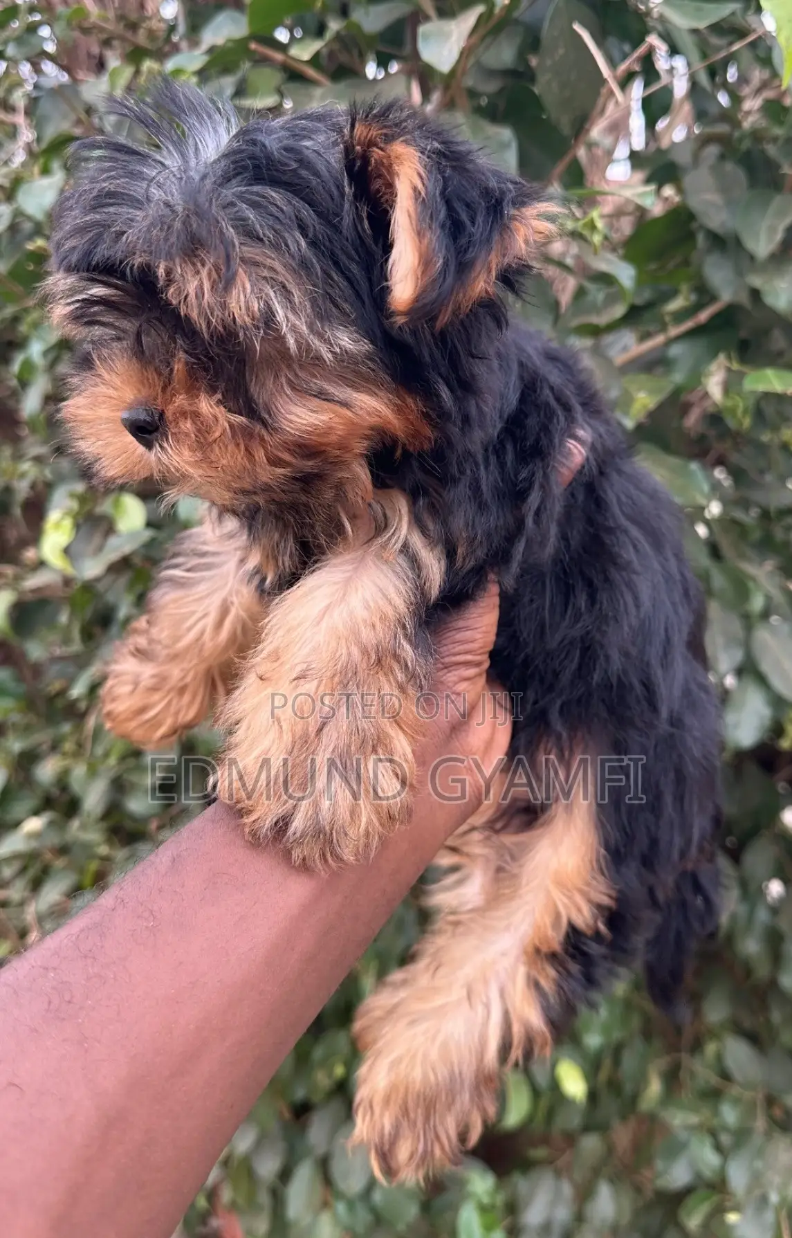 1-3 months Male Purebred Yorkshire Terrier