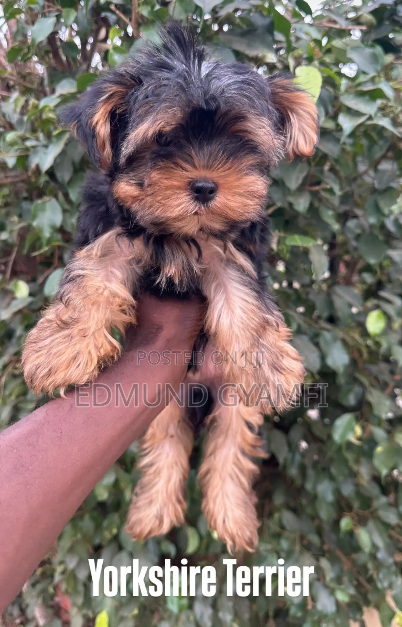 1-3 months Male Purebred Yorkshire Terrier