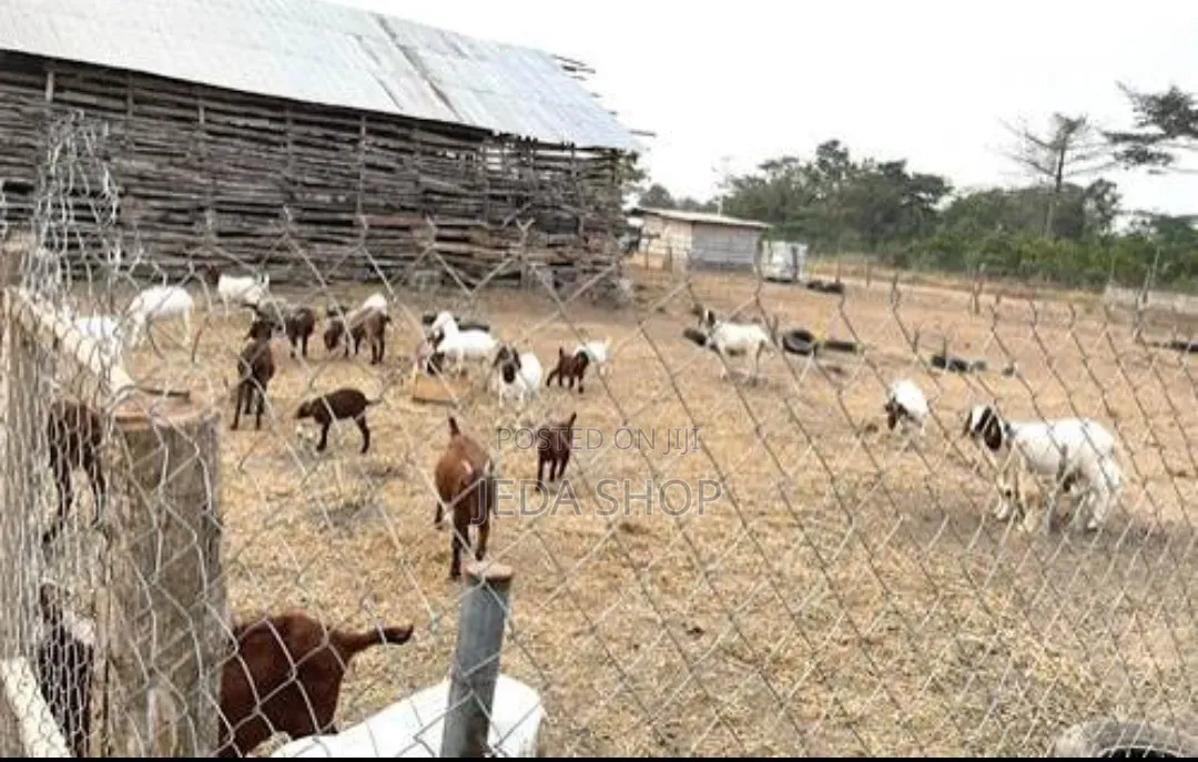 Animal Faworker Needed