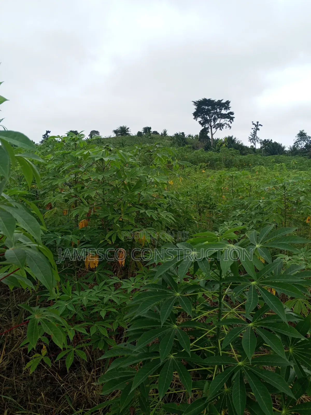 Farmland for Sale