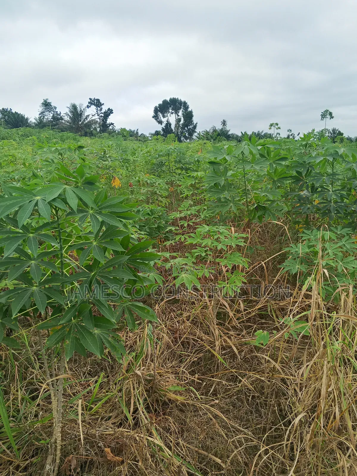 Farmland for Sale