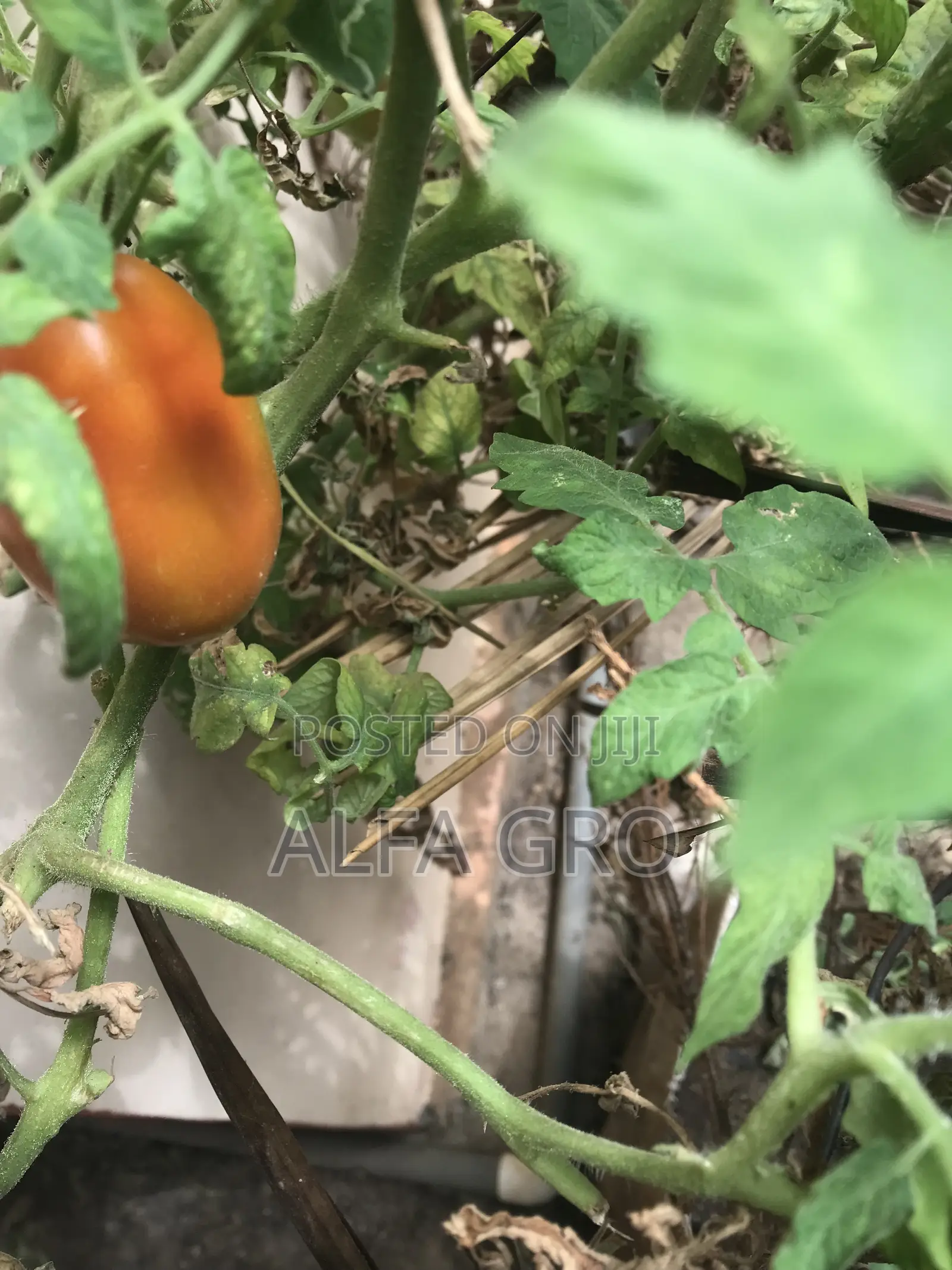 Tomatoes(5kg)
