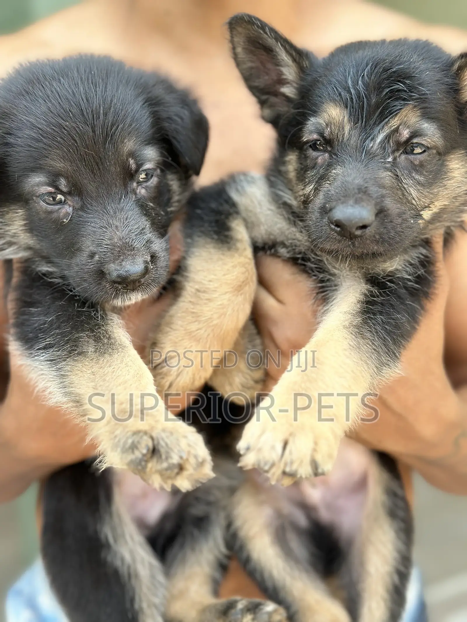1-3 months Female Purebred German Shepherd