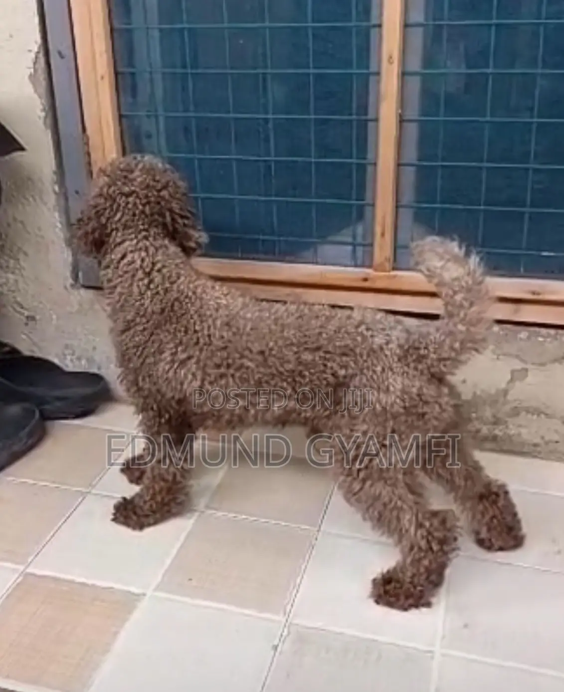 1+ year Male Purebred Poodle