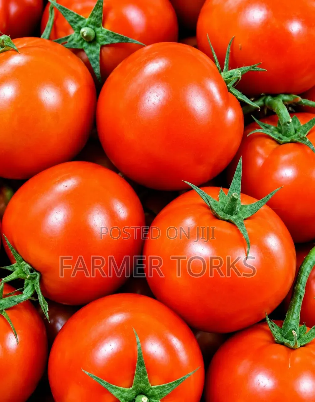 Farm Fresh Tomatoes