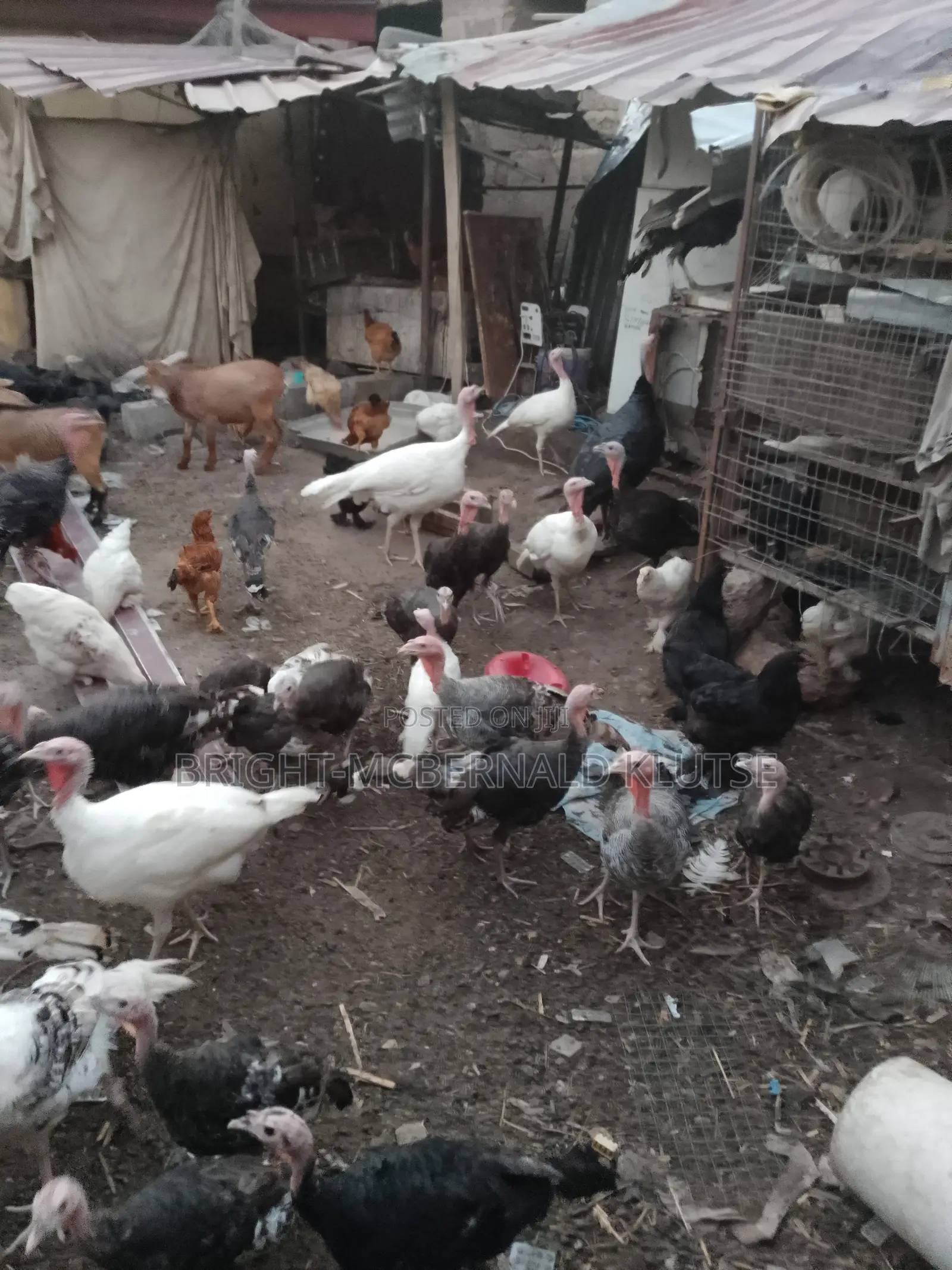 Turkeys and Goats