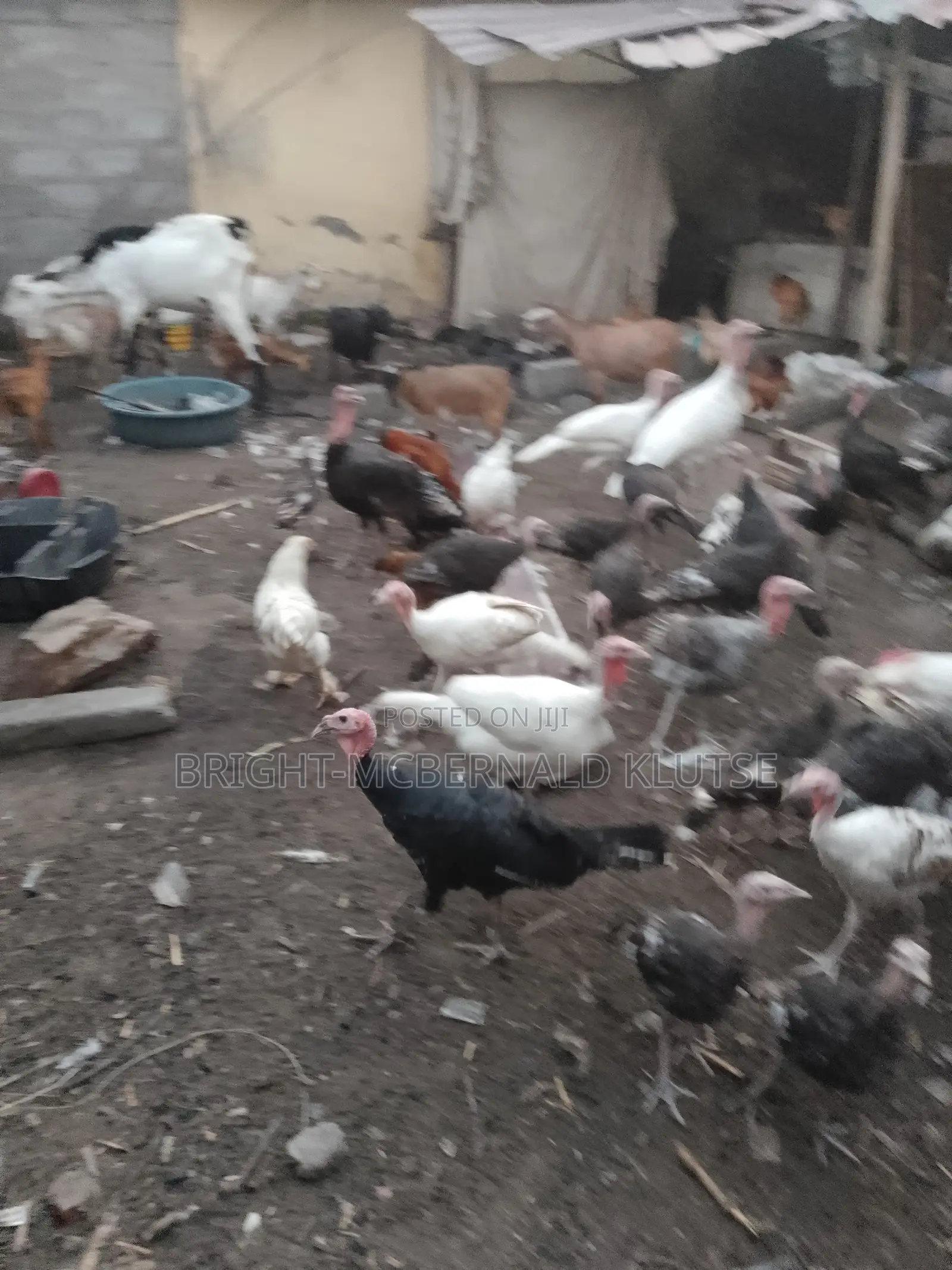 Turkeys and Goats