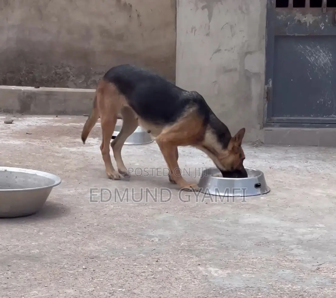 1+ year Female Purebred German Shepherd