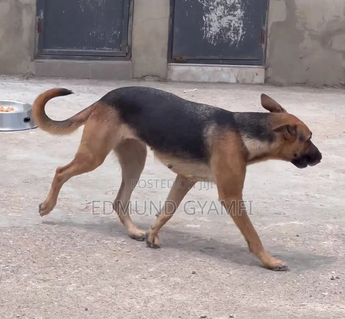 1+ year Female Purebred German Shepherd
