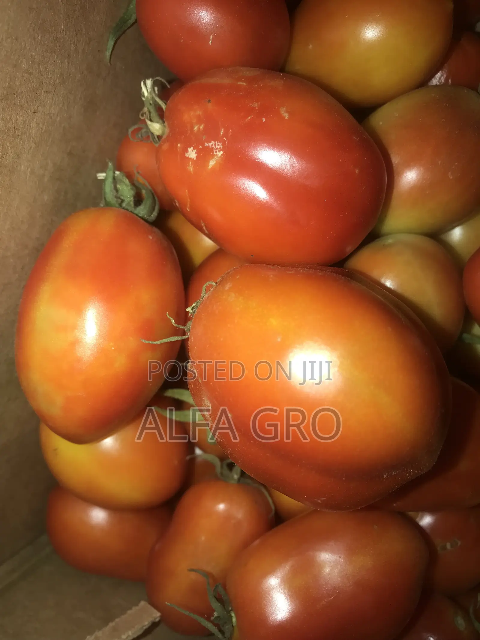 Tomatoes(5kg)