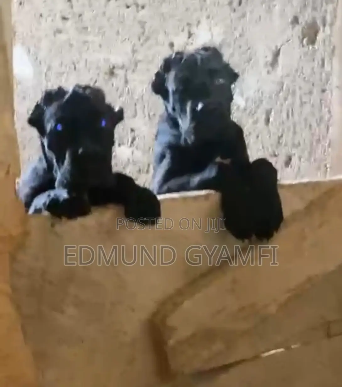 1-3 months Female Purebred Cane Corso