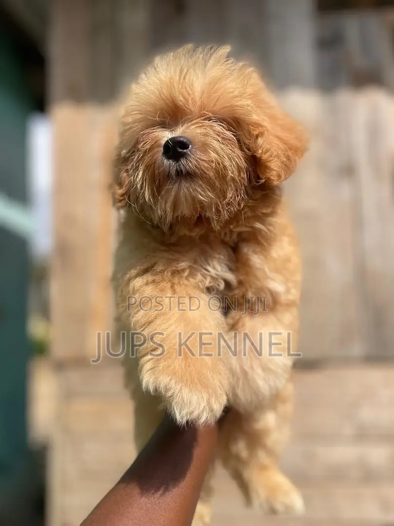 1-3 months Male Purebred Poodle