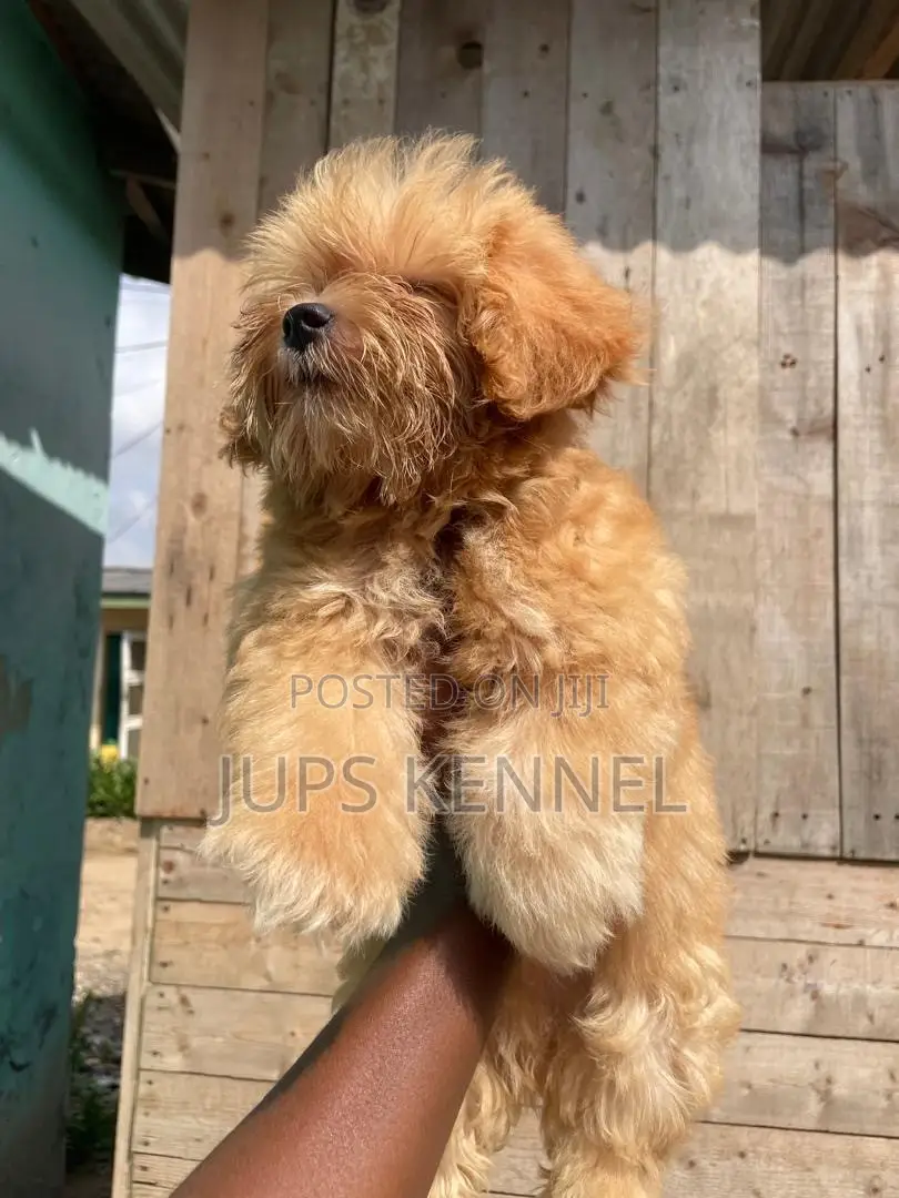 1-3 months Male Purebred Poodle