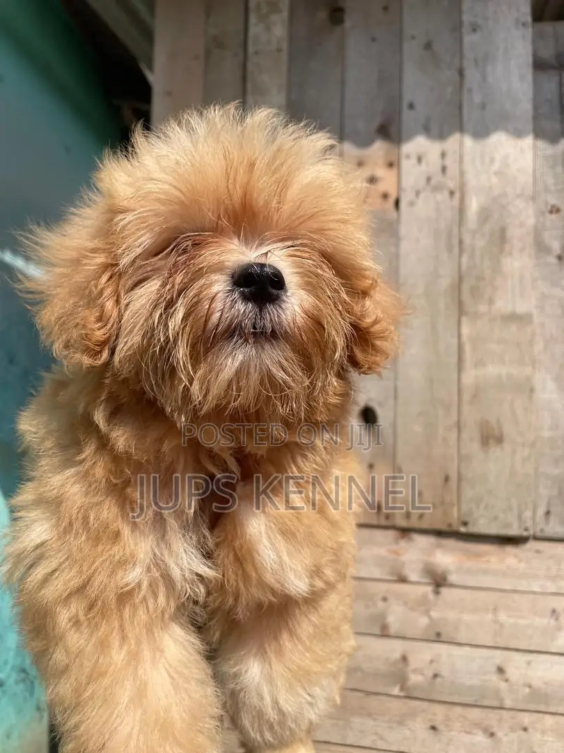 1-3 months Male Purebred Poodle