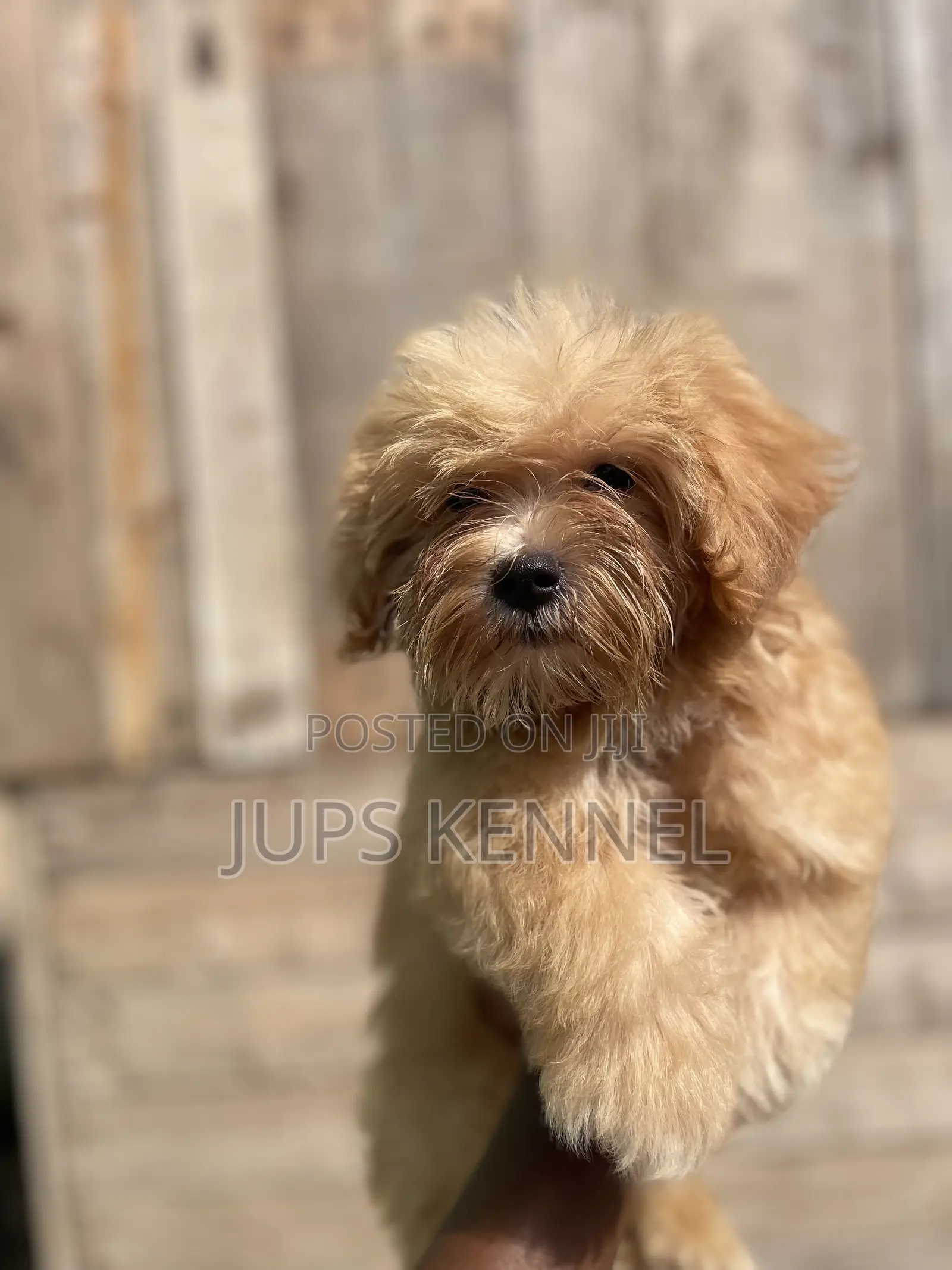 1-3 months Male Purebred Poodle