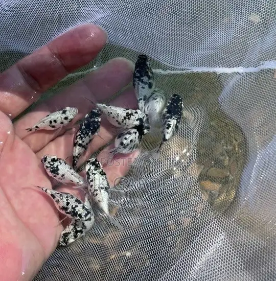 Moonlight Fish (Black With White)