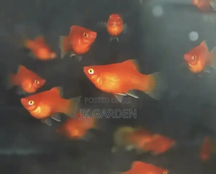 Moonlight Fish ( Black, Red ,White and Yellow)