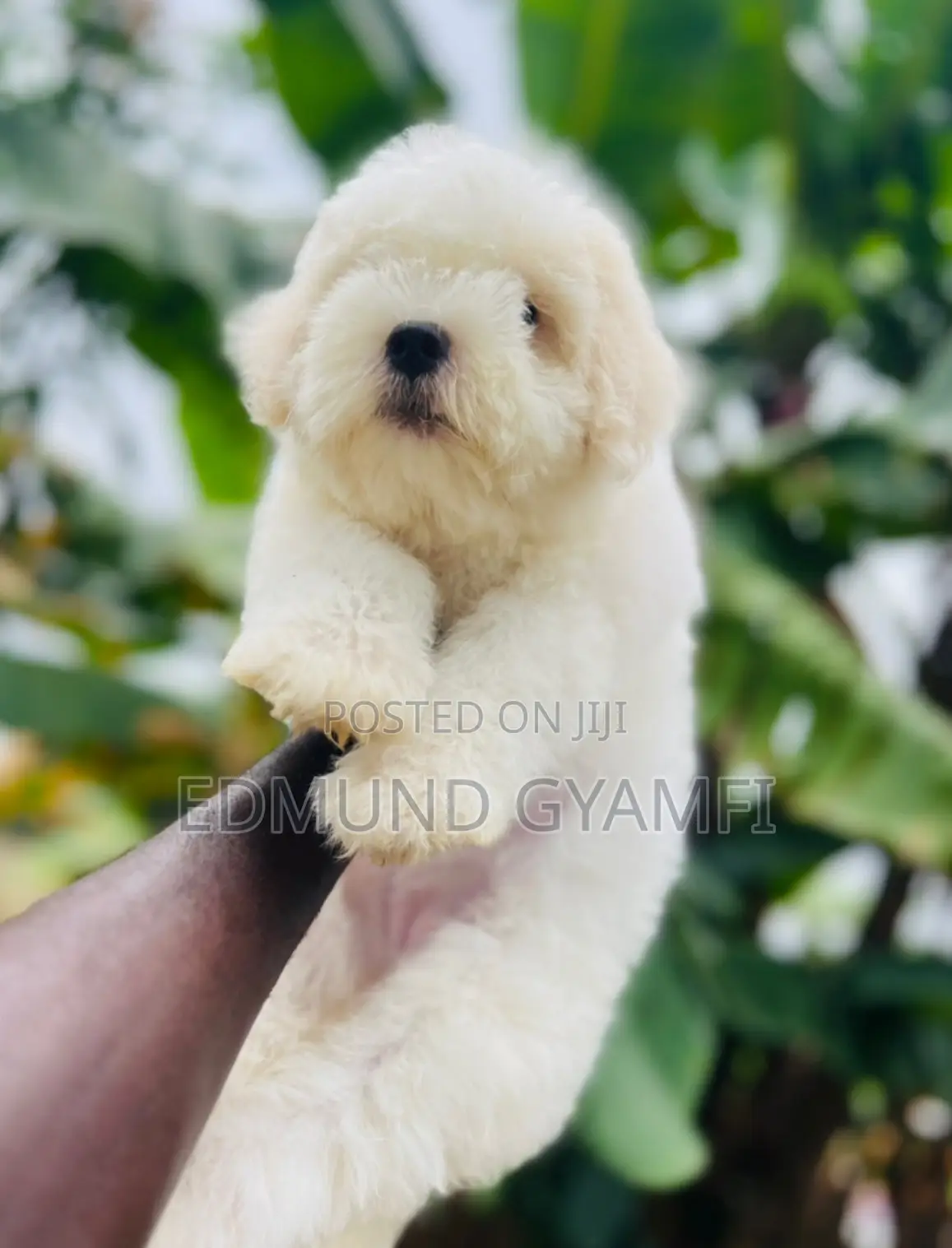 1-3 months Female Purebred Maltese