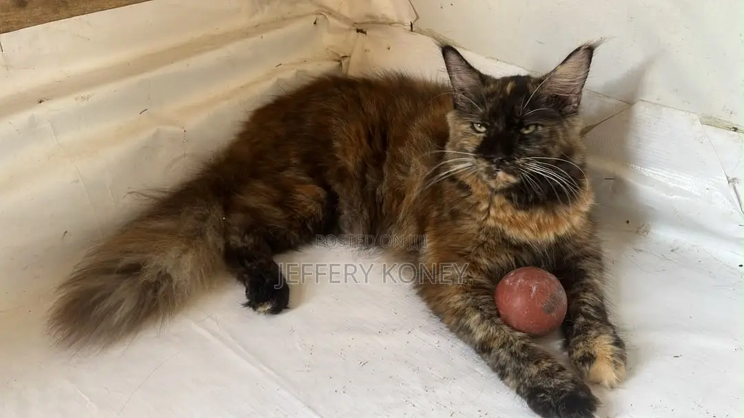 6-12 months Female Purebred Maine Coon