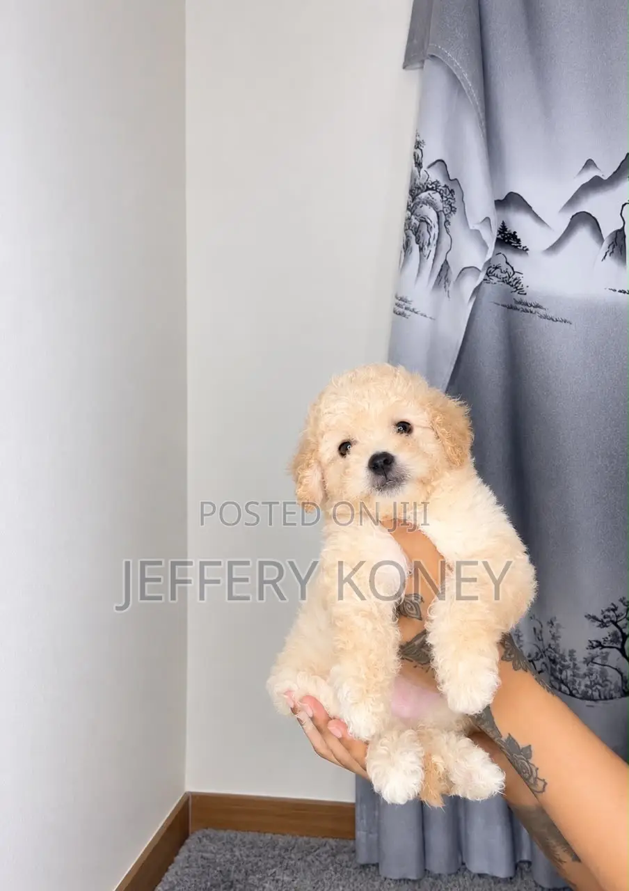 1-3 months Female Purebred Poodle