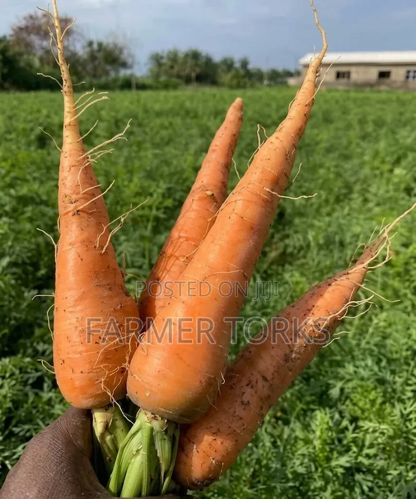 Fresh Carrot