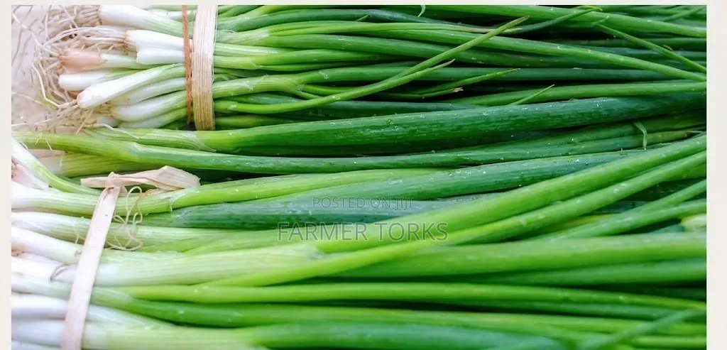 Spring Onion