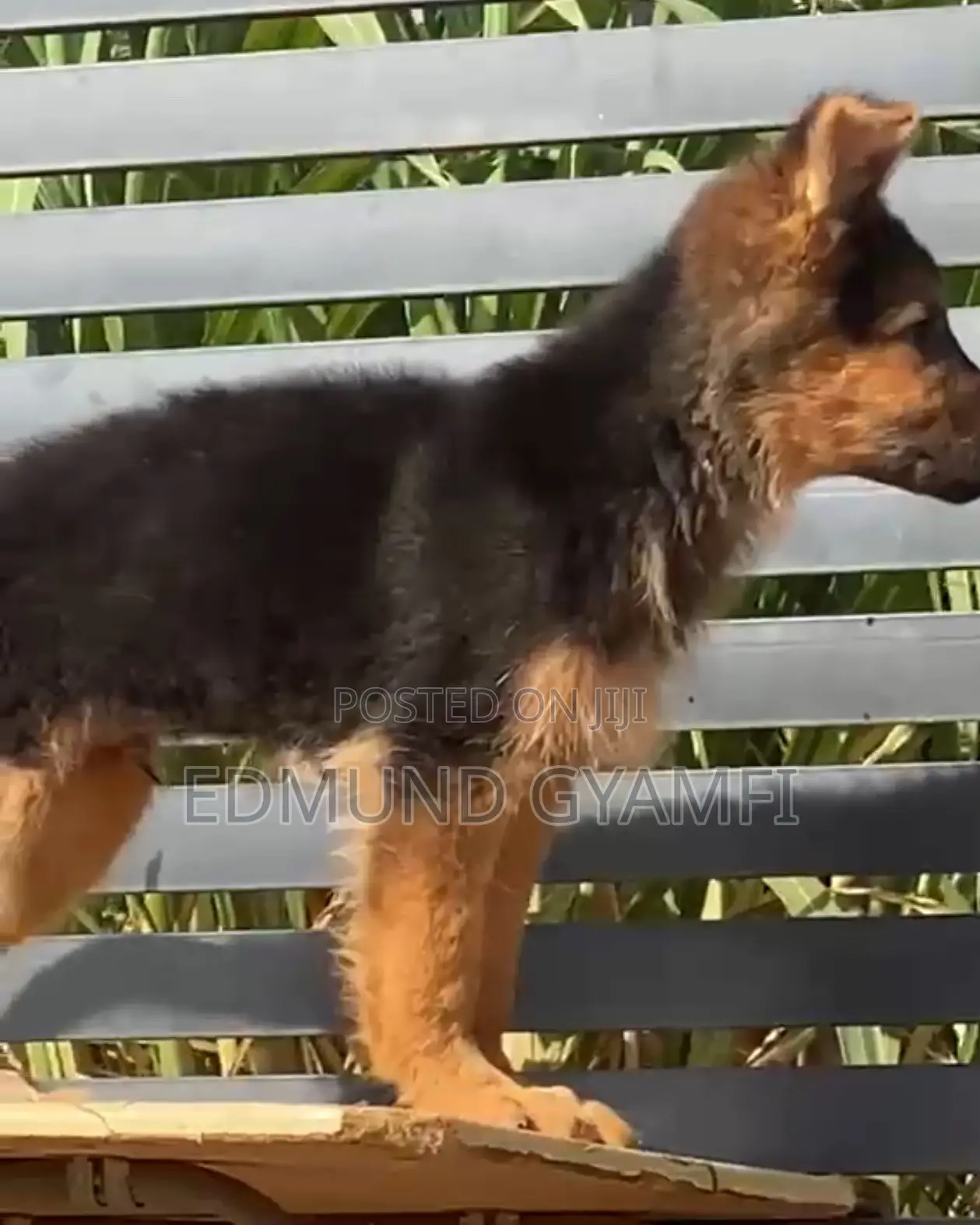 1-3 months Male Purebred German Shepherd