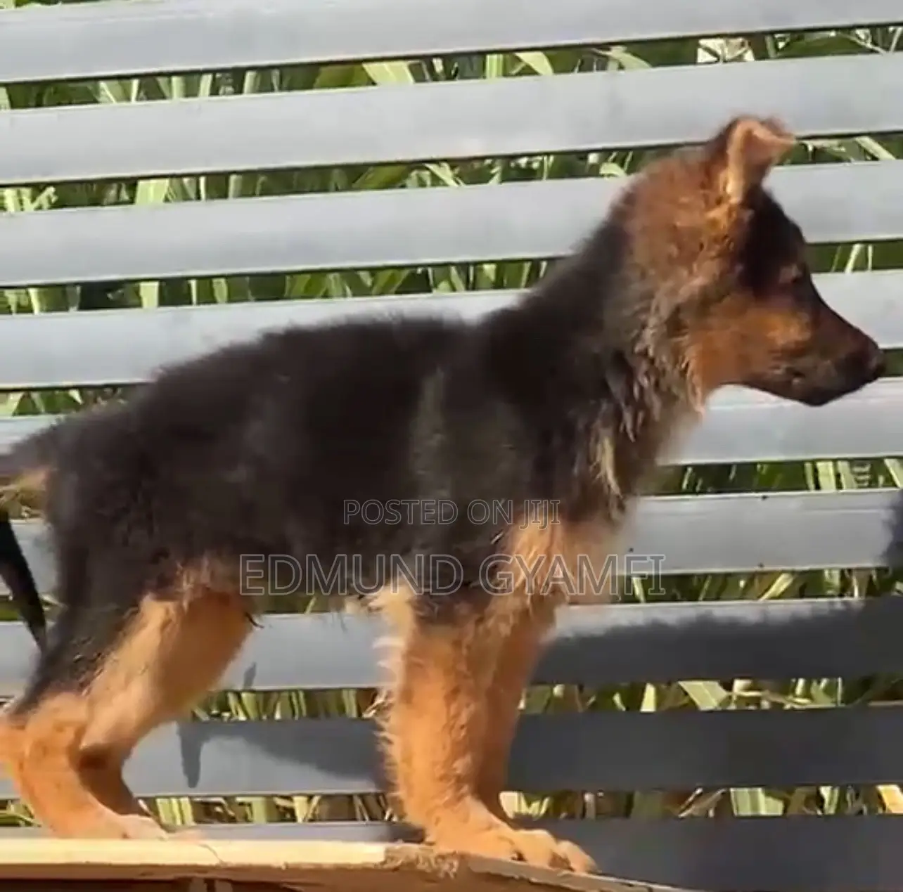 1-3 months Male Purebred German Shepherd