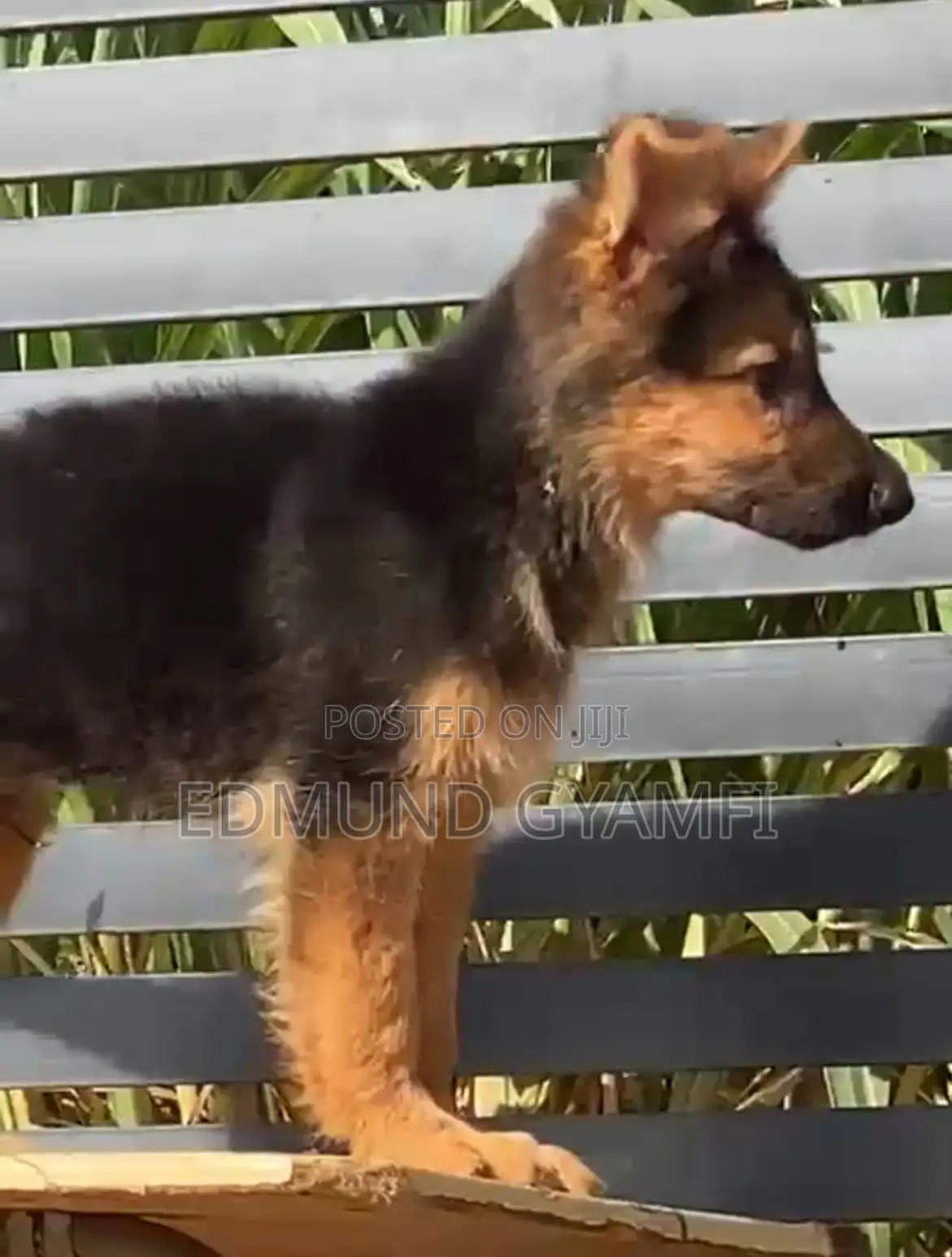 1-3 months Male Purebred German Shepherd