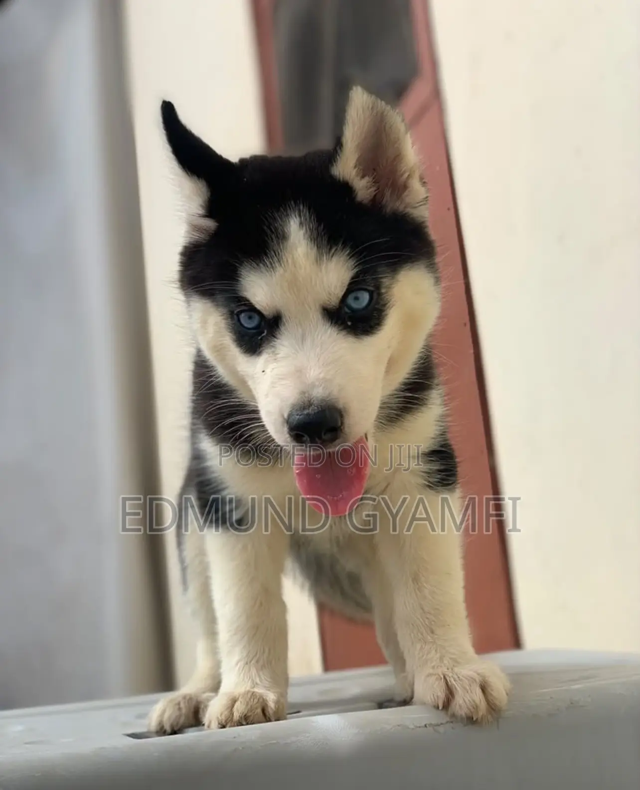 1-3 months Female Purebred Siberian Husky