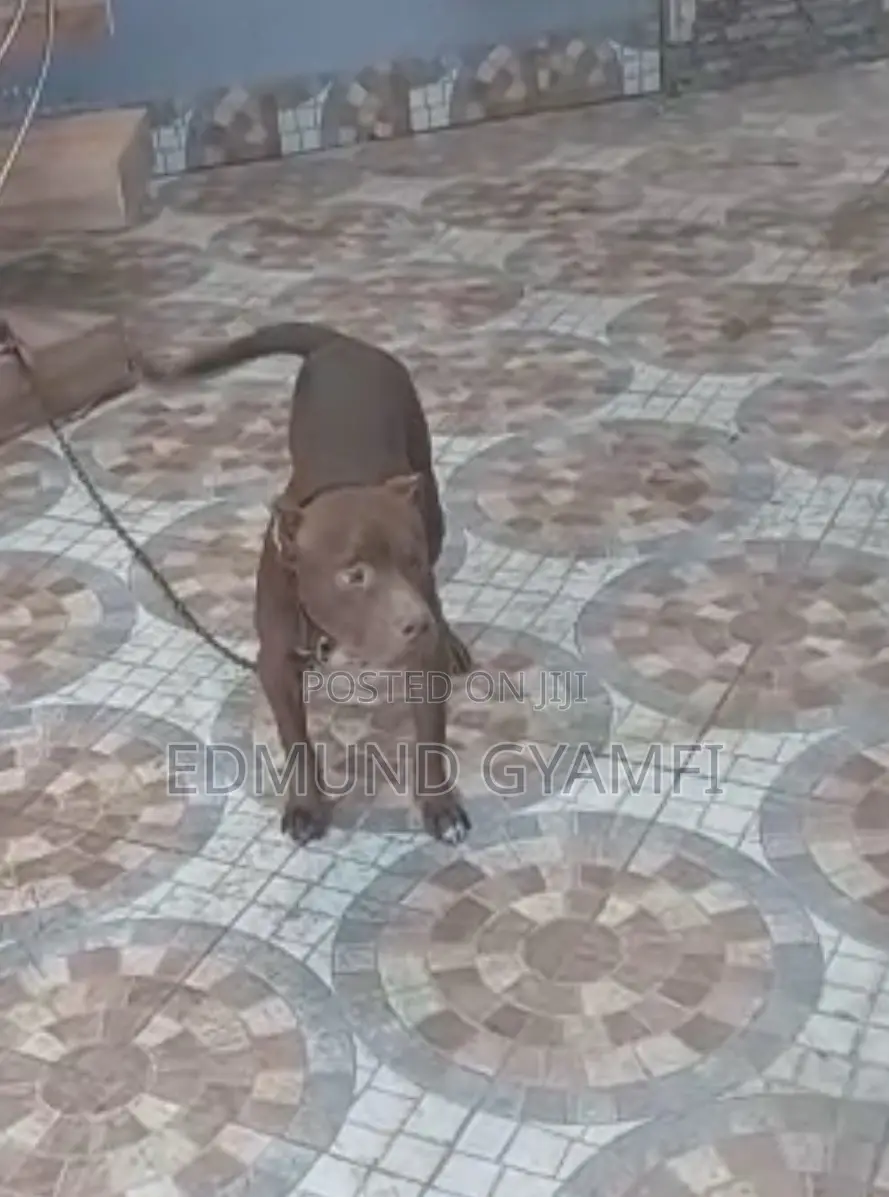 6-12 months Male Purebred American Pit Bull Terrier