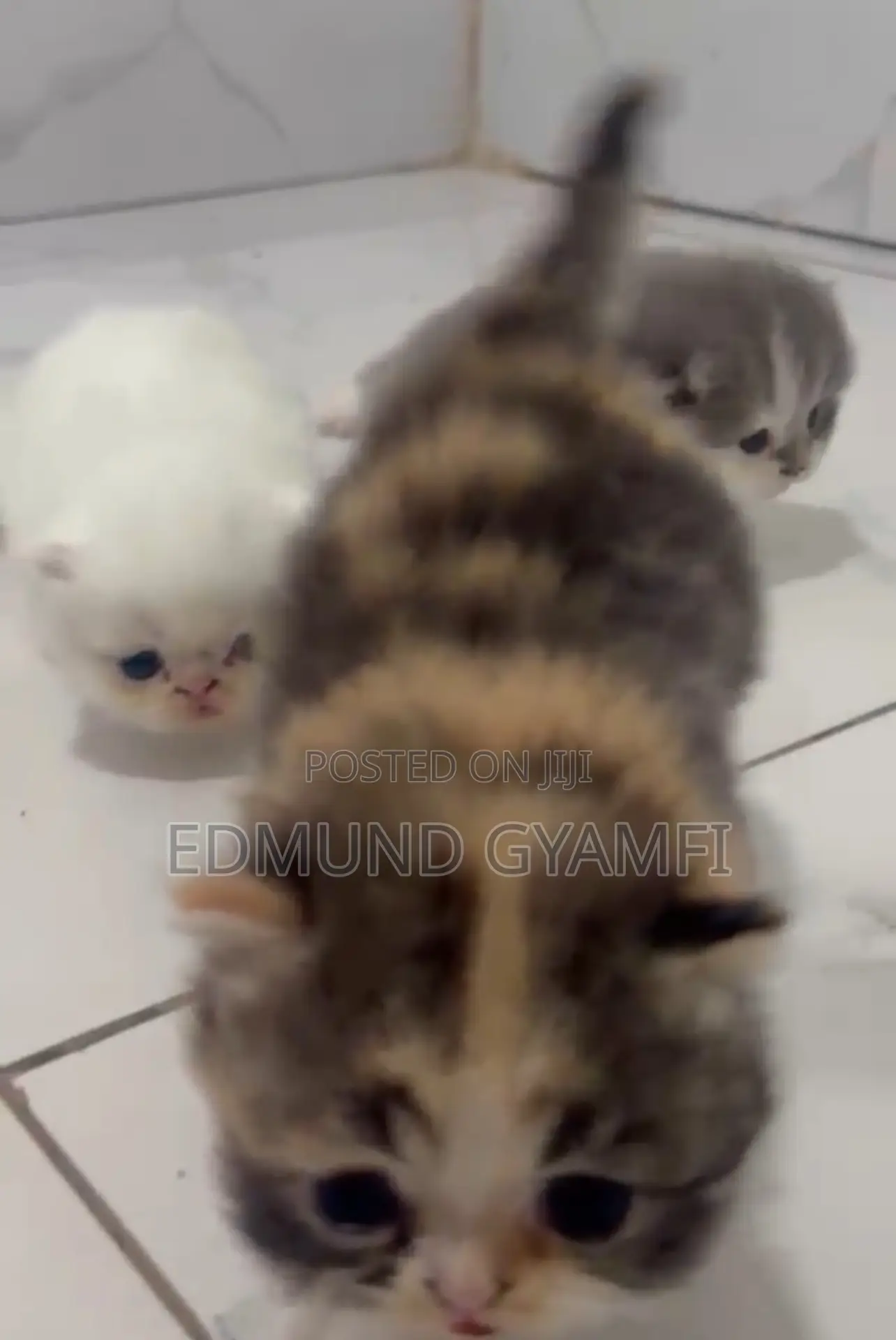 1-3 months Female Purebred Persian