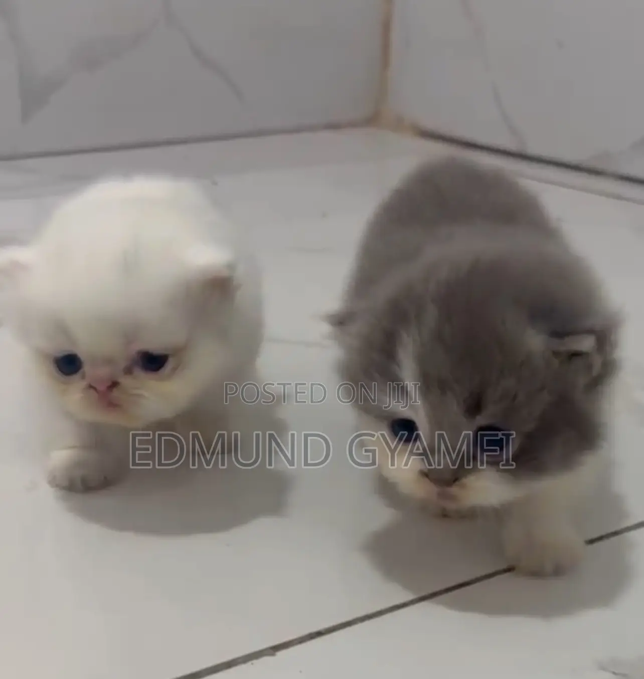 1-3 months Male Purebred Persian