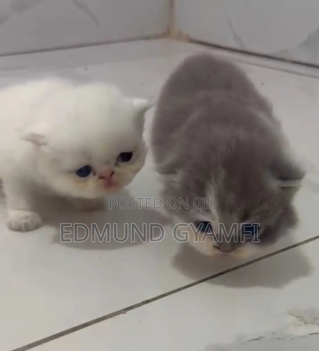 1-3 months Male Purebred Persian