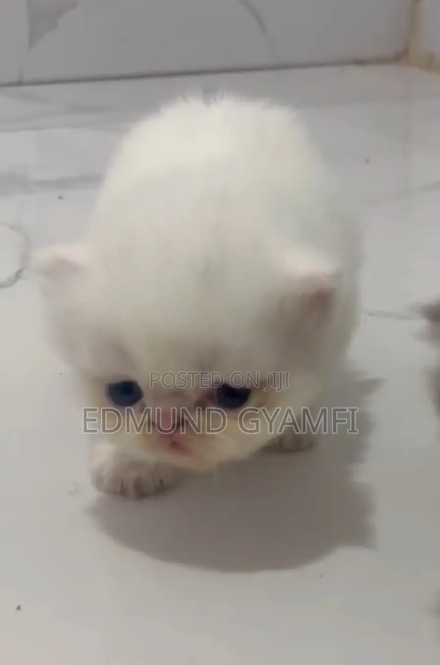 1-3 months Male Purebred Persian