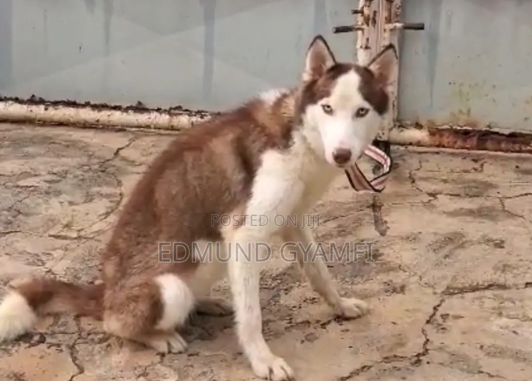 6-12 months Female Purebred Siberian Husky