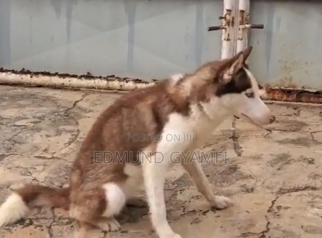 6-12 months Female Purebred Siberian Husky