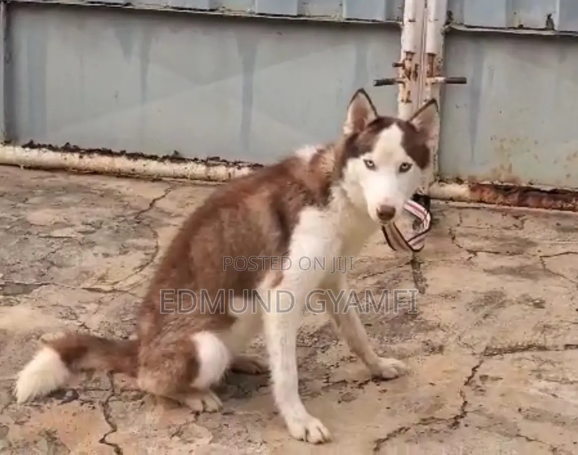 6-12 months Female Purebred Siberian Husky
