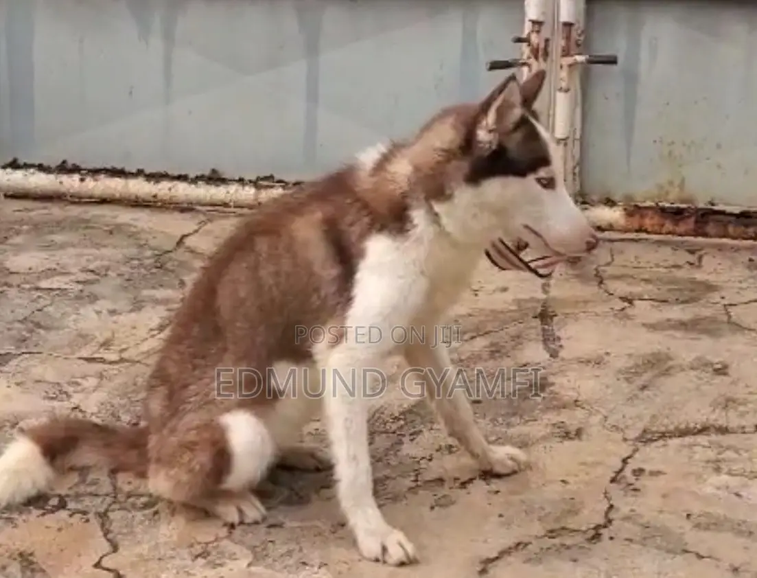 6-12 months Female Purebred Siberian Husky