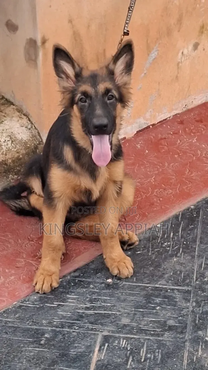 3-6 months Male Purebred German Shepherd