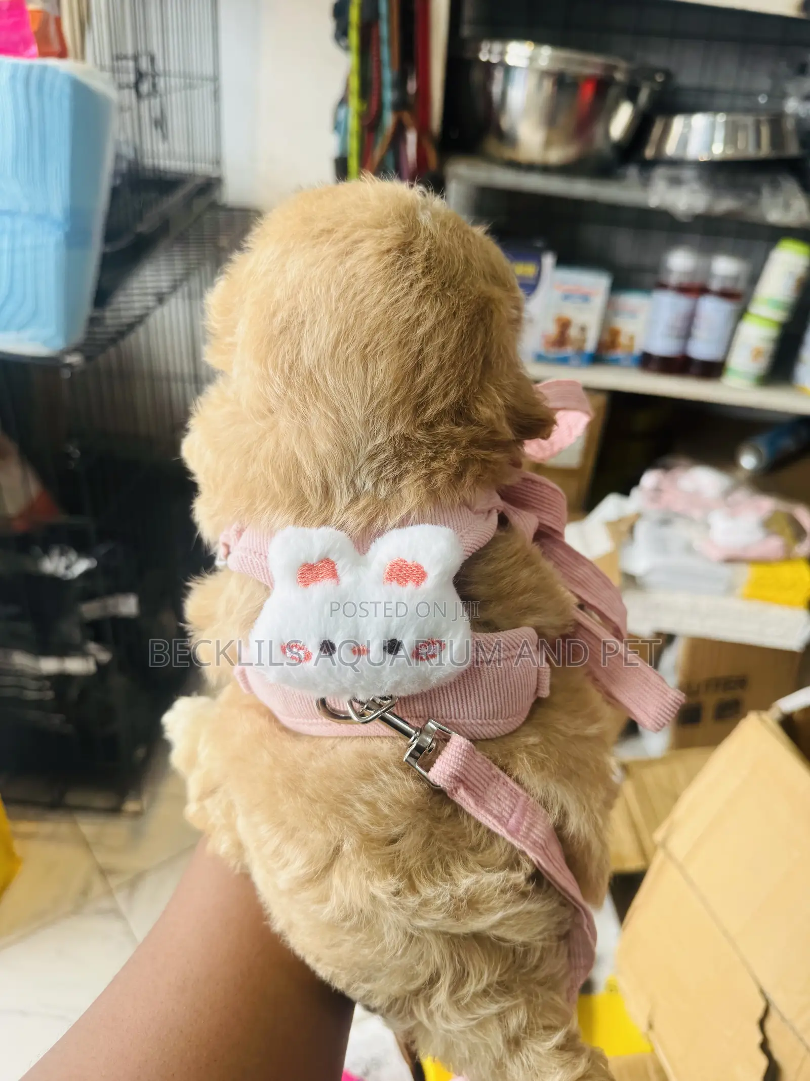 Grade a Small Harness With Leash