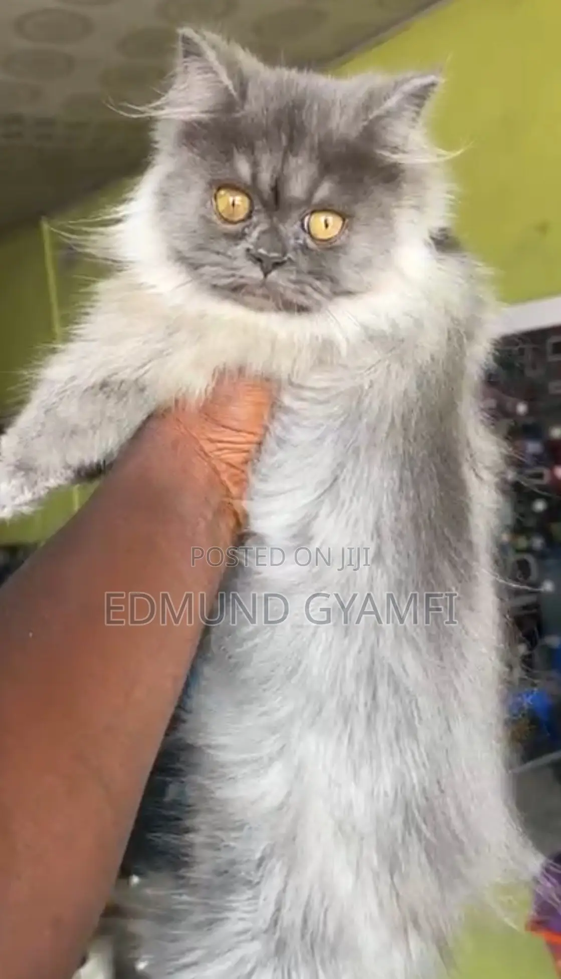 3-6 months Male Purebred Persian