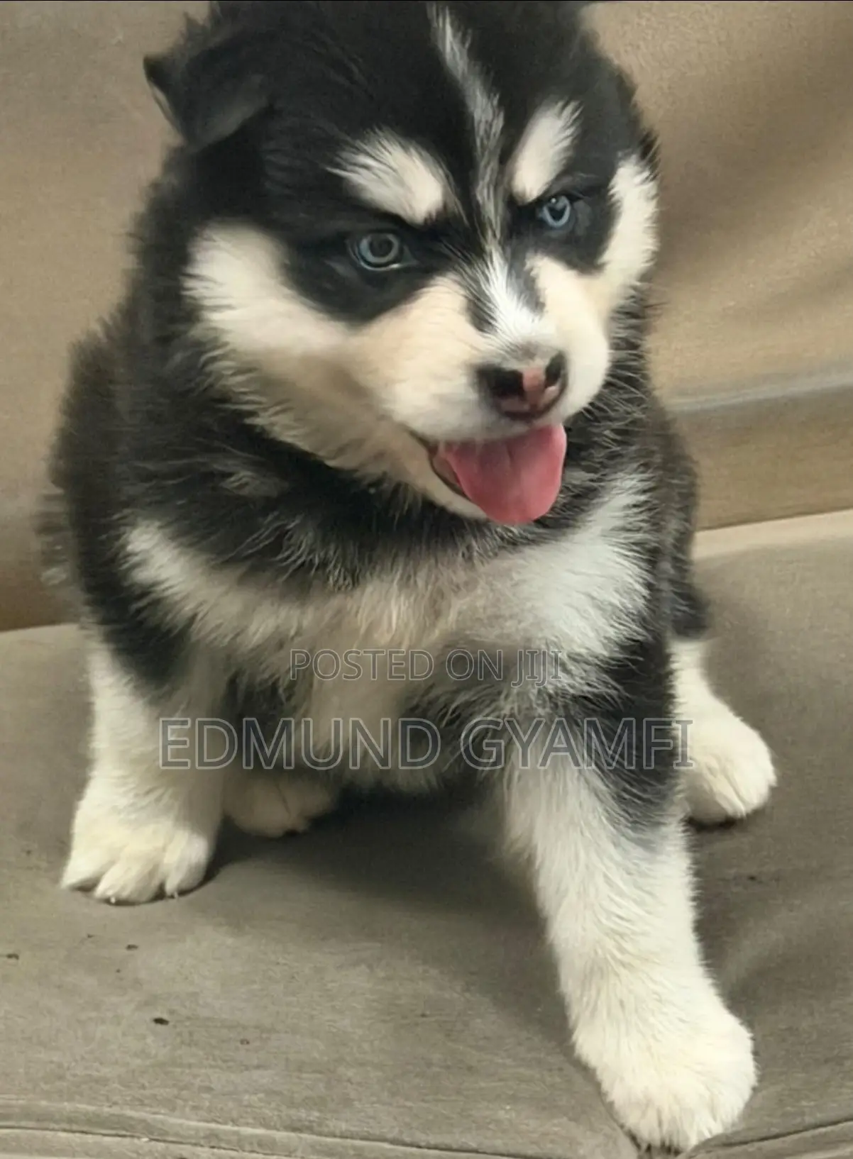 1-3 months Female Purebred Siberian Husky